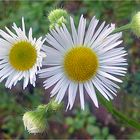 Feinstrahl Berufkraut (Erigeron annuus)