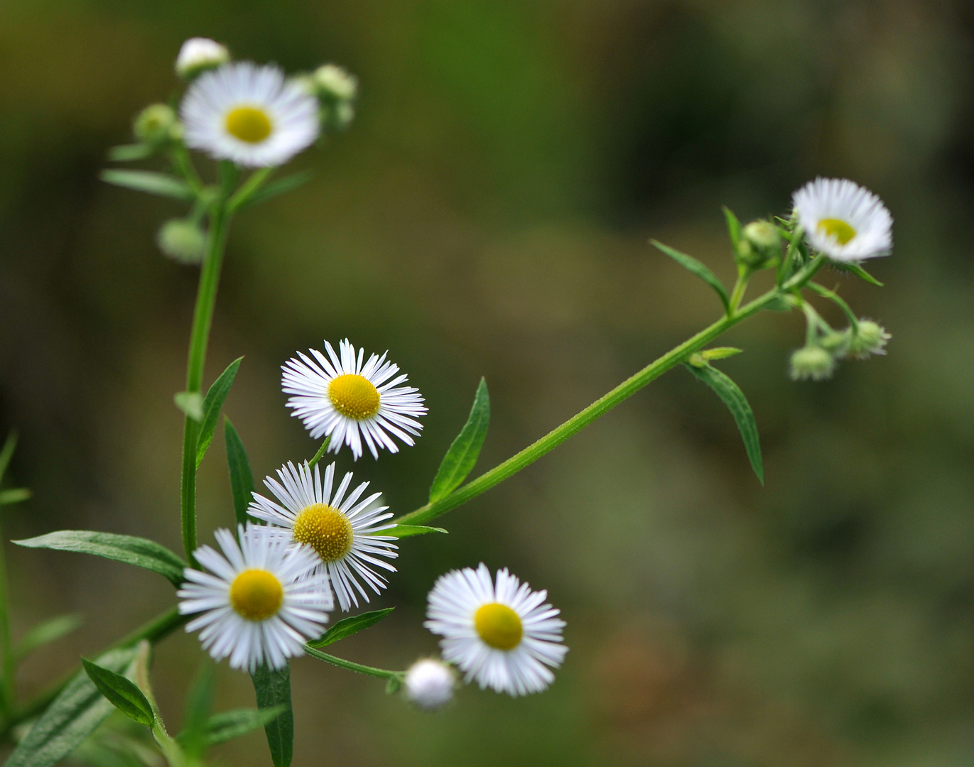 Feinstrahl (Erigeron annuus)