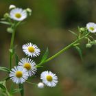 Feinstrahl (Erigeron annuus)