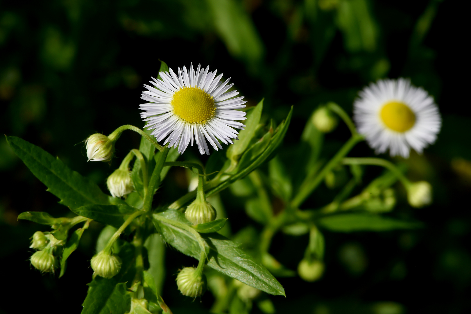 Feinstrahl und Sonnenstrahl