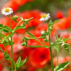 ***Feinstrahl vor Mohn-Kulisse***