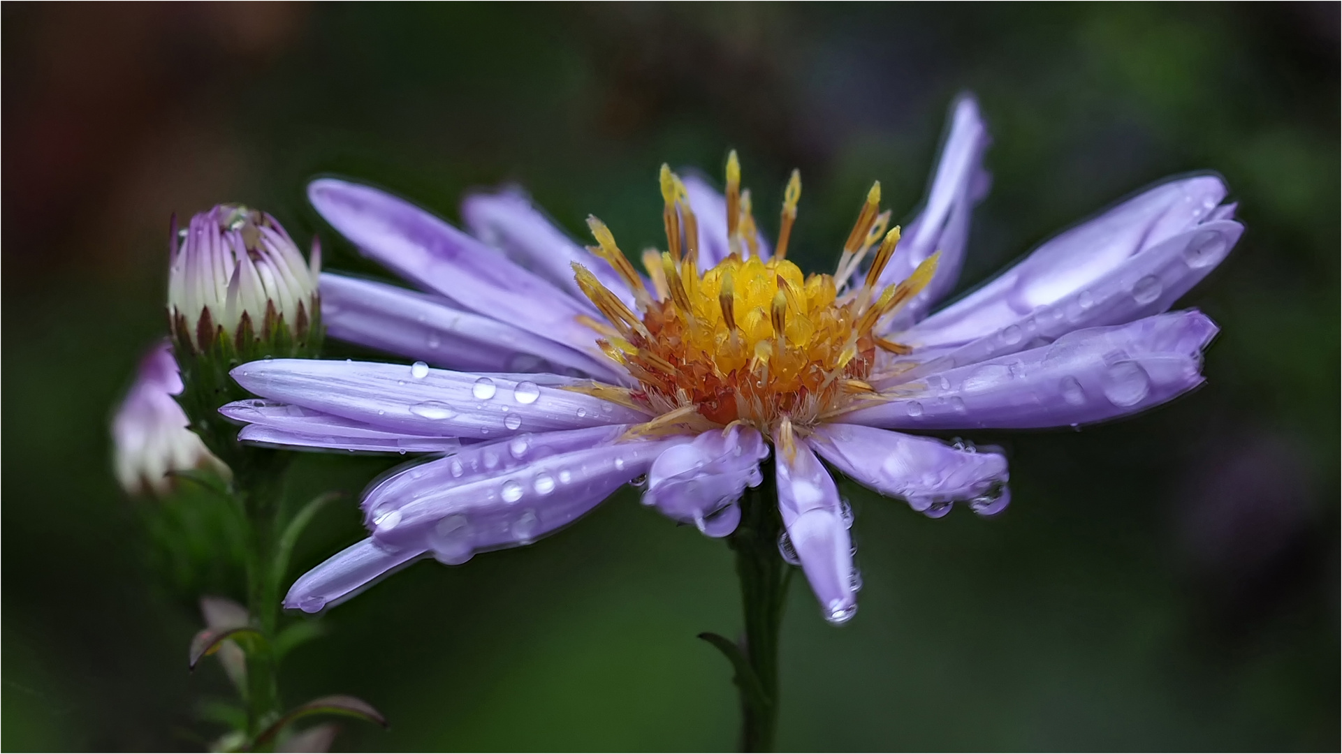 Feinstrahlaster - Blüte nach einem Regenschauer  .....