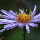 Feinstrahlaster - Blüte nach einem Regenschauer  .....