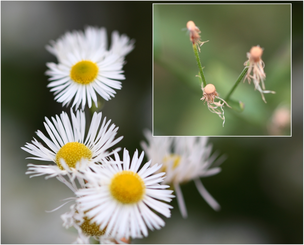 Feinstrahl_Berufkraut_100_0109_Erigeron annuus