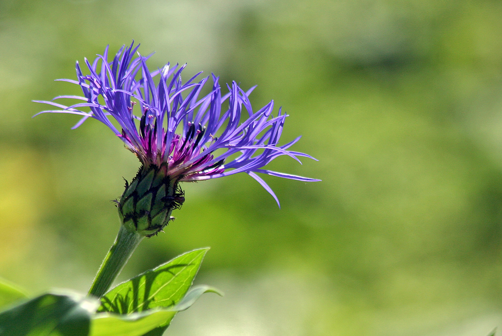 feinstrahlig blau...