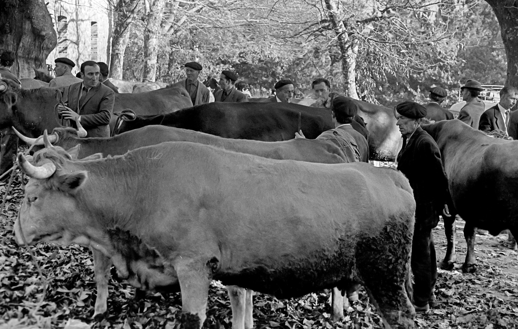 FEIRA DO GADO   -feria de ganado