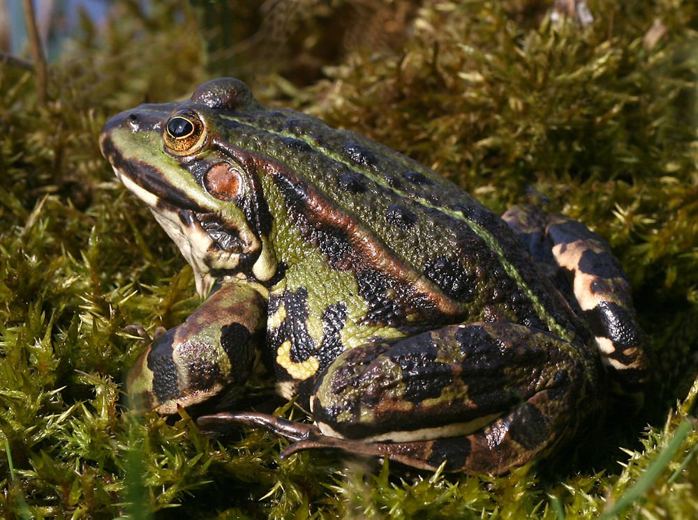 Feister Wasserfrosch