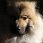 Feivel, der Eurasier geniesst die Sonnenstrahlen im Wohnzimmer