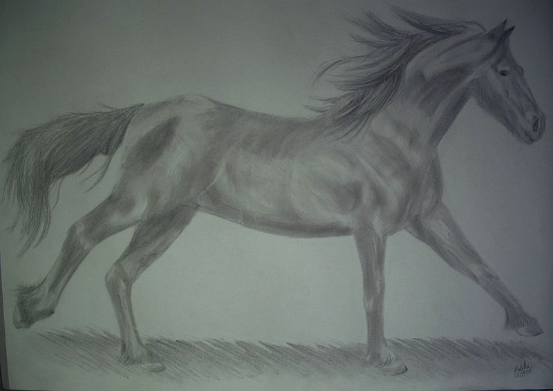 Feivel In Bleistift Foto Bild Tiere Haustiere Pferde Esel Maultiere Bilder Auf Fotocommunity