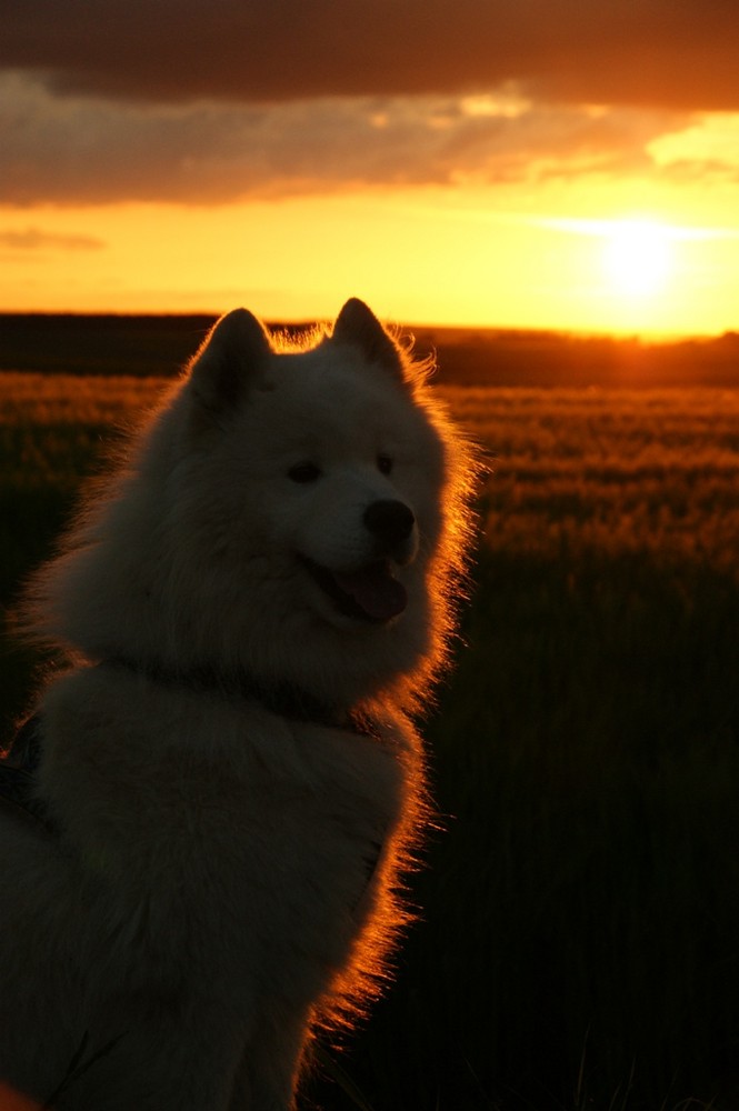 Felan in der Abendsonne