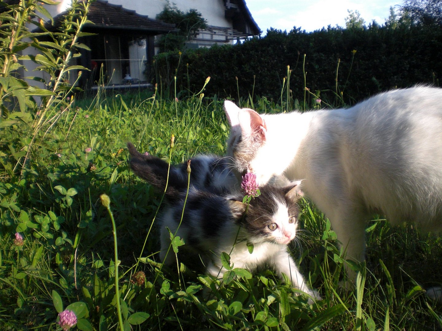 Felchen und Carlo