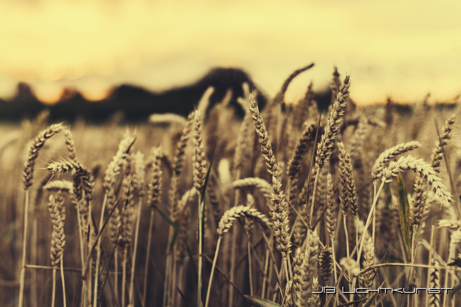 Feld (50mm 1,2)