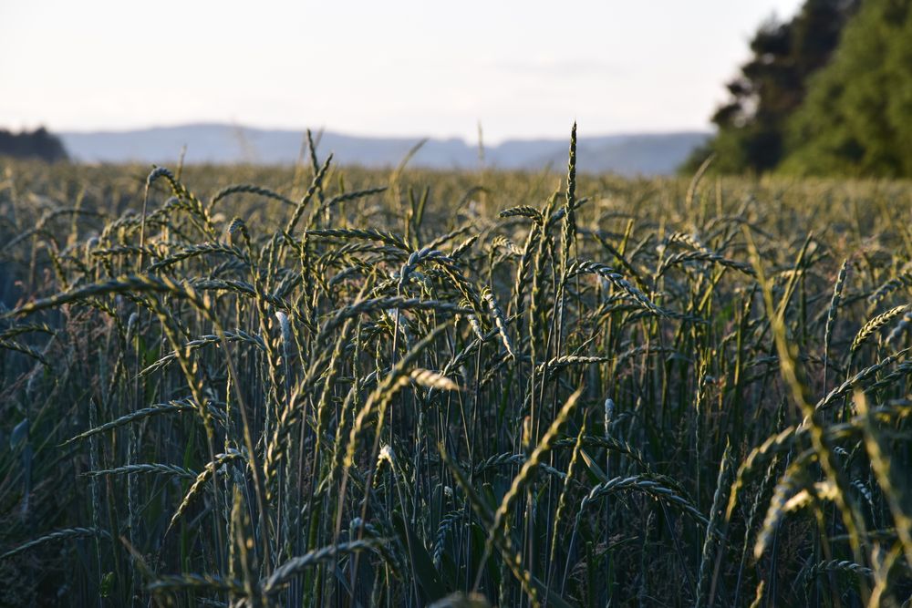 Feld am Abend