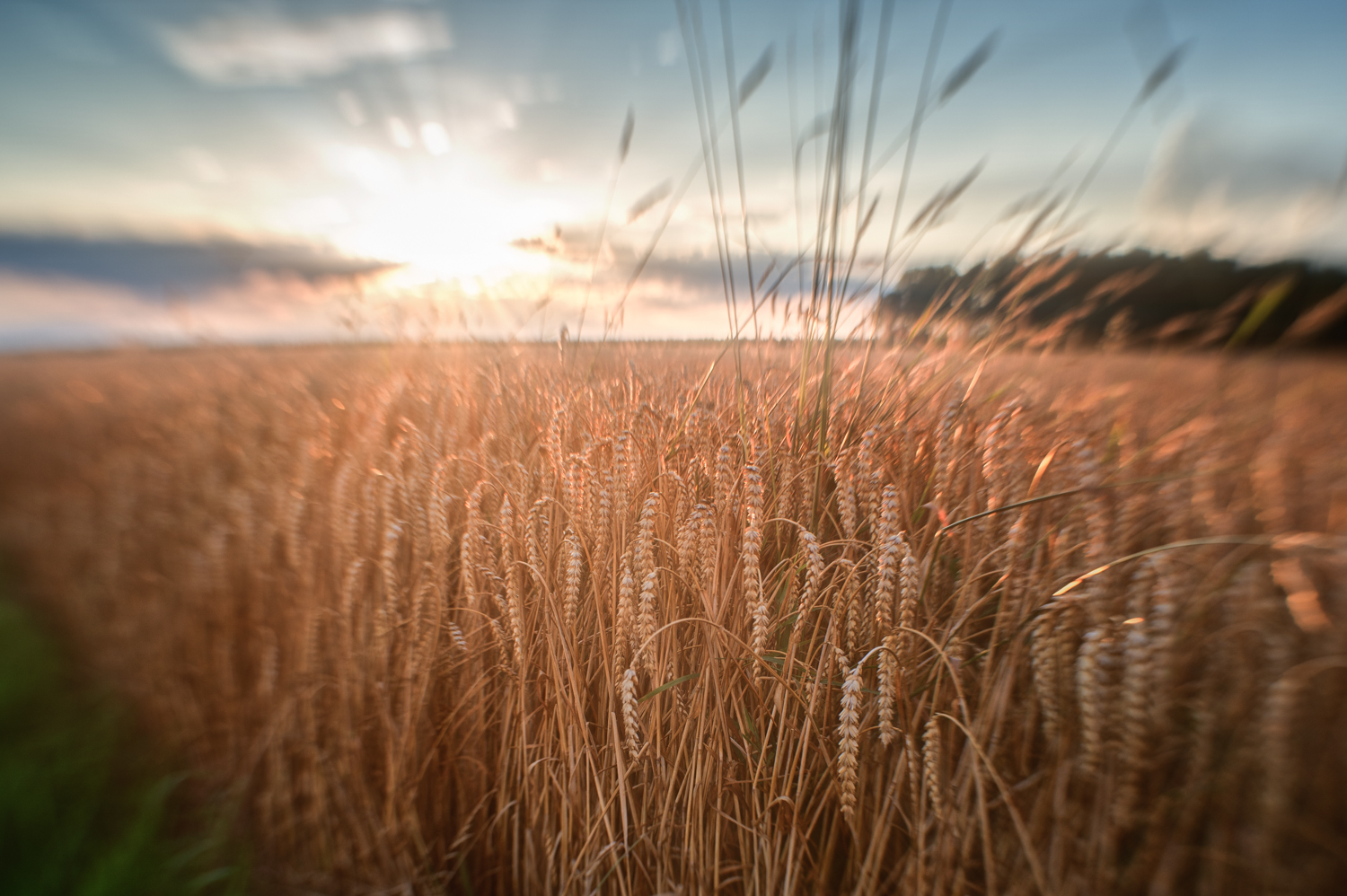 Feld am Abend