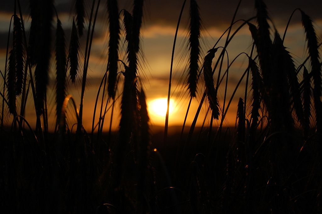 Feld am Abend