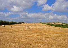 Feld am Limfjord