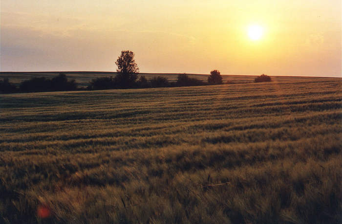 feld am morgen