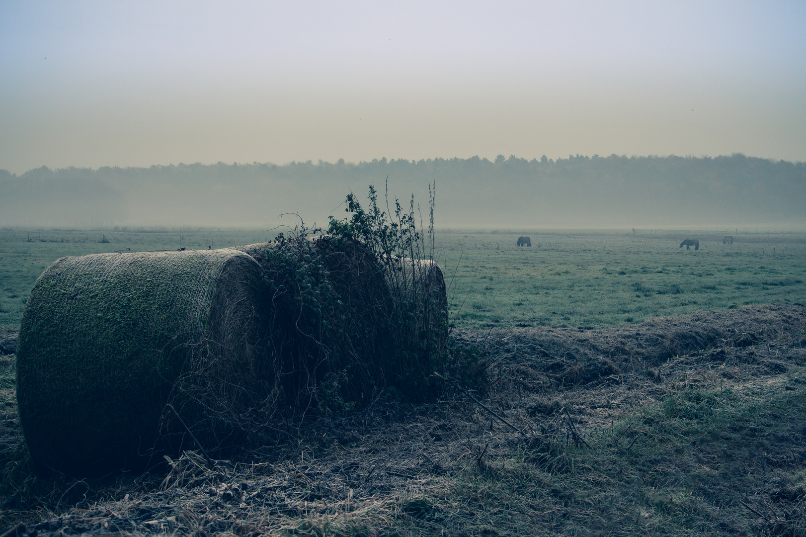 Feld am morgen