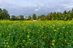 Feld am Offlumer See