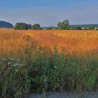 Feld am See, morgens (campo en el lago, por la mañana)