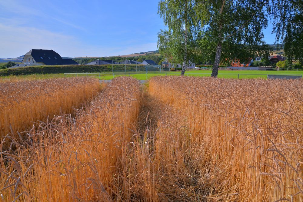 Feld am Sportplatz