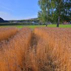 Feld am Sportplatz