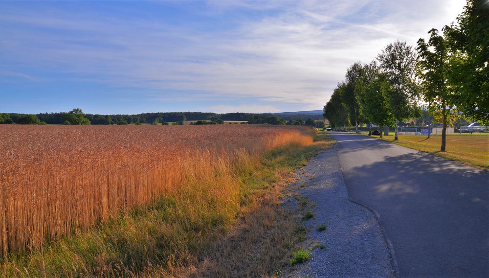 Feld am Sportplatz in der Abendsonne