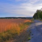 Feld am Sportplatz in der Abendsonne