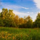 Feld am Waldrand