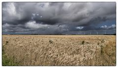 Feld an der Nordsee