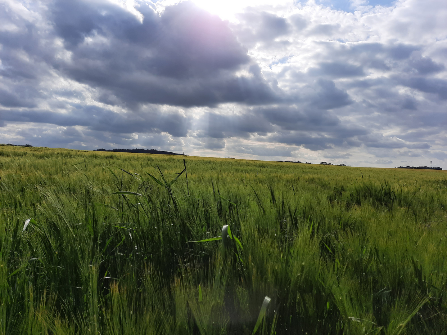 Feld an einem Juniabend