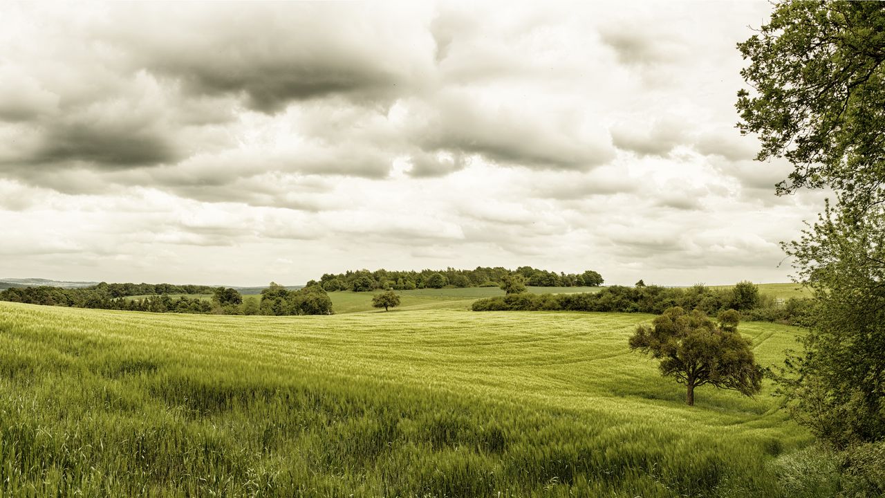 Feld auf dem Traumpfad Wolfsdelle bei Rhens