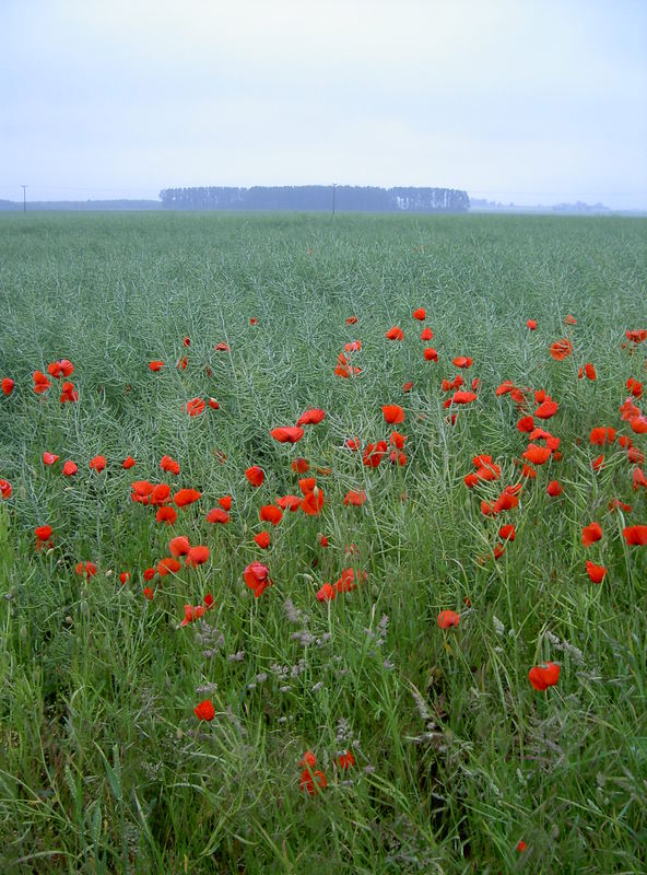 Feld auf Rügen