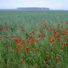 Feld auf Rügen