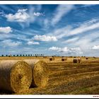 Feld auf Usedom