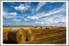 Feld auf Usedom