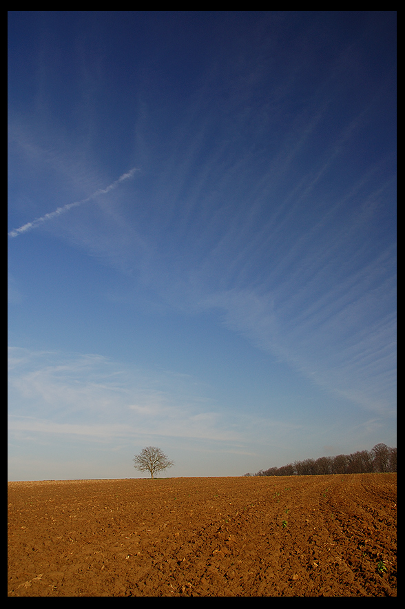 Feld - Bäume - Himmel