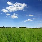 Feld, Baum, Himmel