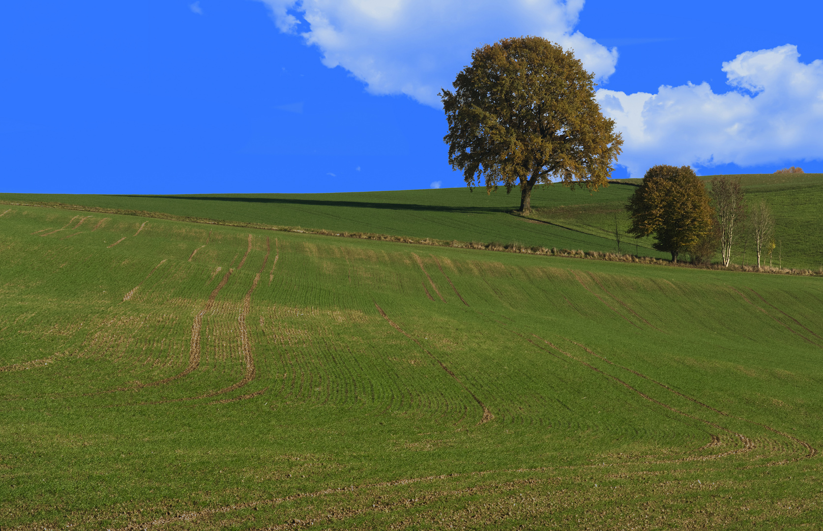 Feld Baum Wolken