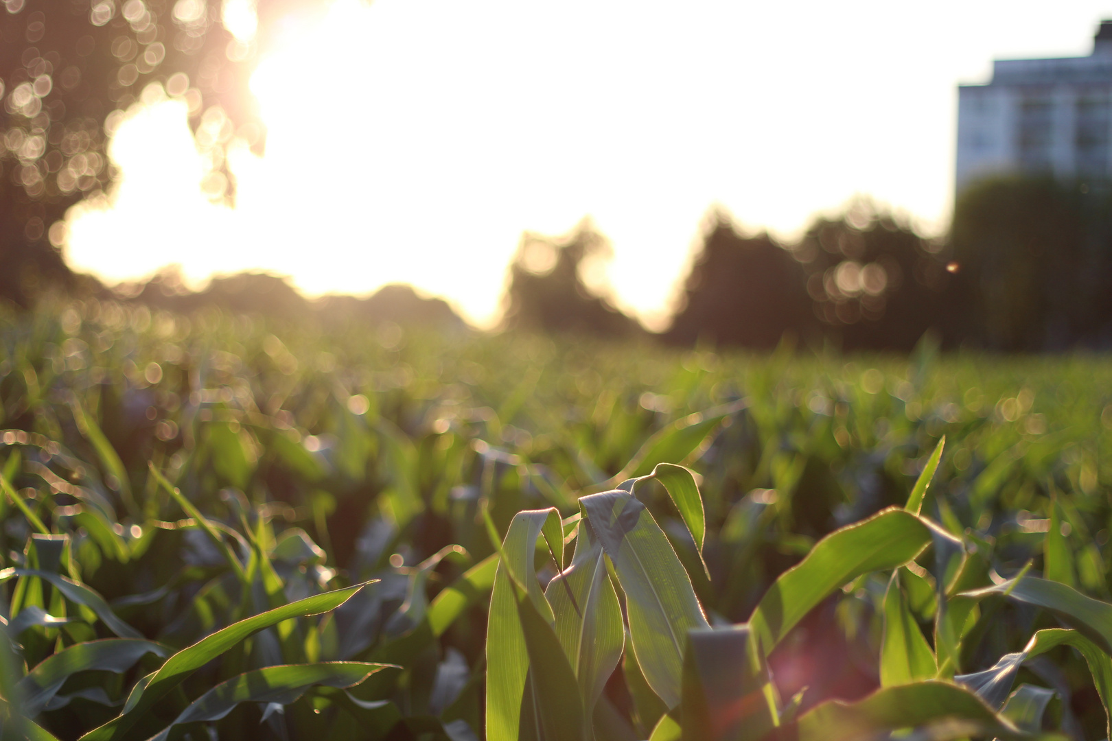 Feld bei Abendsonne