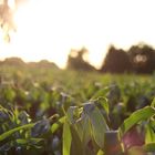 Feld bei Abendsonne