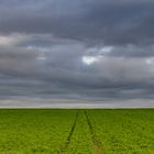 Feld bei Altpoderschsau in Thüringen