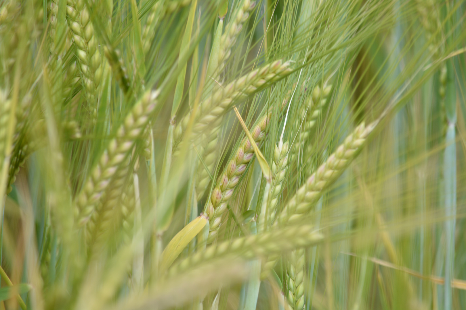 Feld bei bei Taufkirchen Westerham