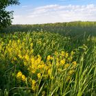 Feld bei Diedersdorf