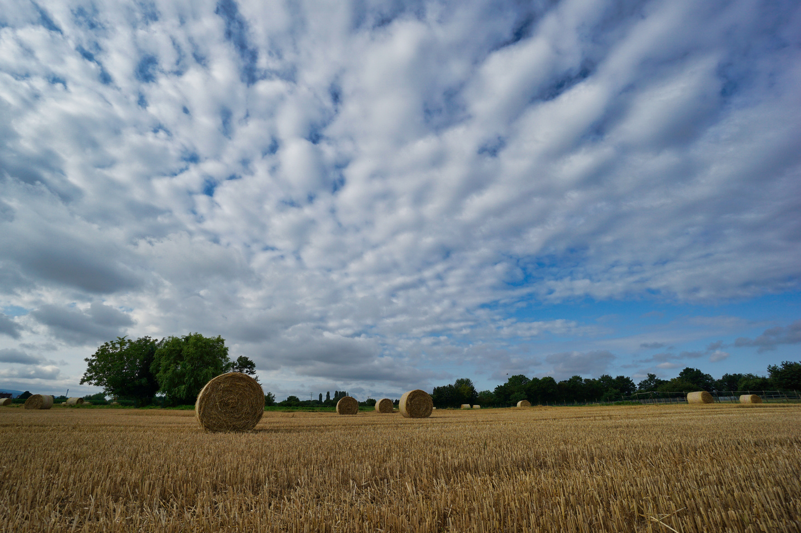 Feld bei Dossenheim