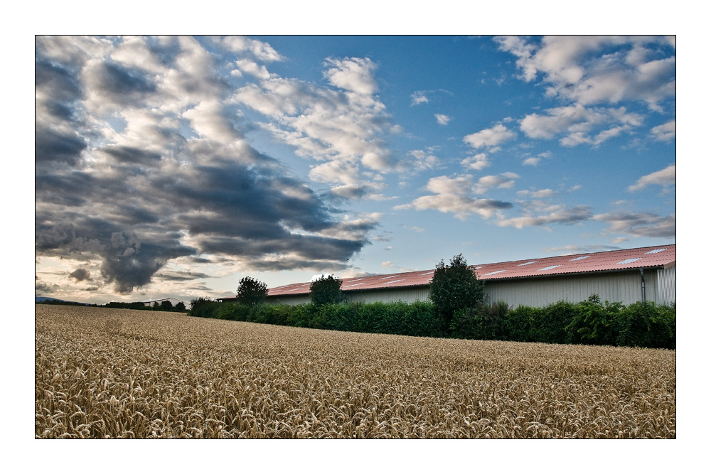 Feld bei Eschborn