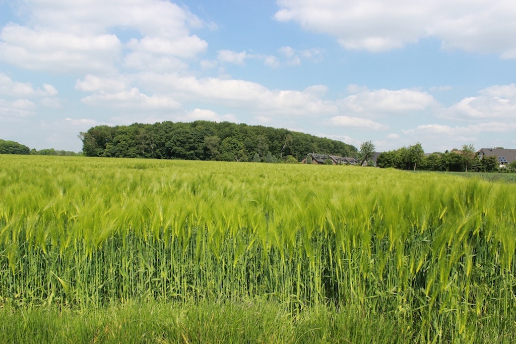 Feld bei Fühlingen