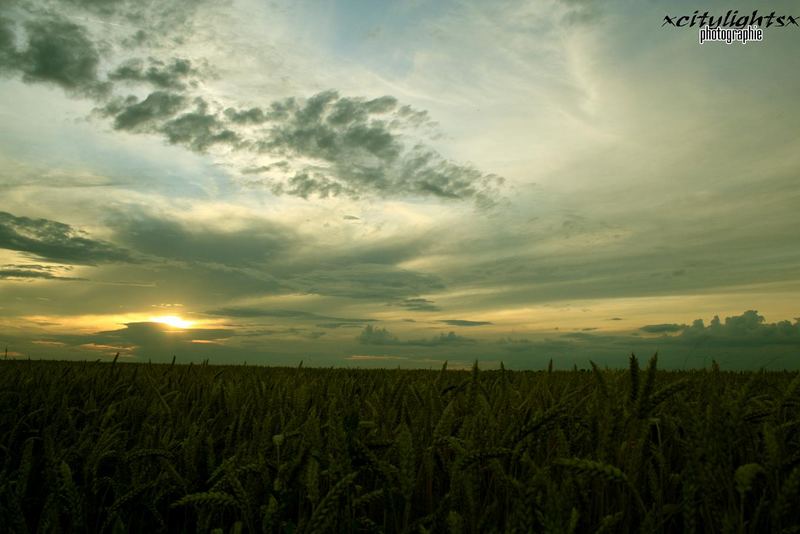 ..Feld bei Halle..