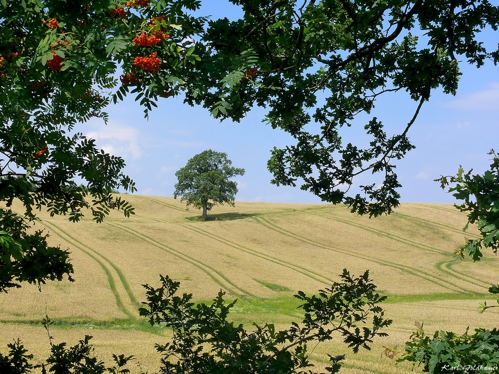 Feld bei Holzbunge