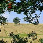 Feld bei Holzbunge